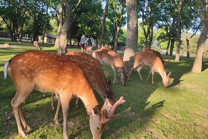 Customized 10-Day Golden Route of Japan Family Tour - What this 10-day Japan route really offers