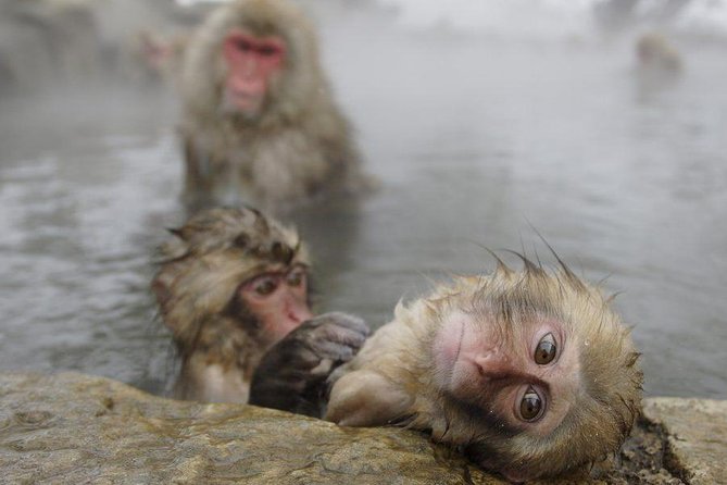 Day Trip to See the Snow Monkeys from Shinjuku with Lunch Buffet - Key points to know before booking