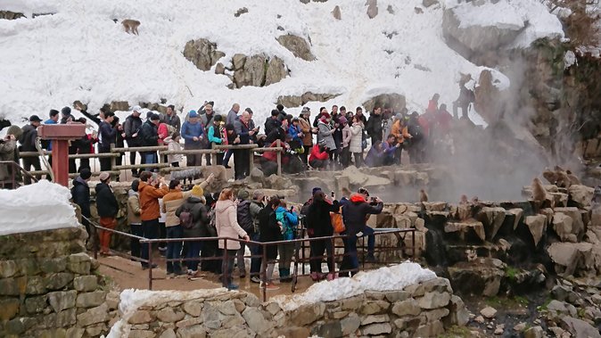 Day Trip to See the Snow Monkeys from Shinjuku with Lunch Buffet - The snowy walk to Jigokudani Snow Monkey Park