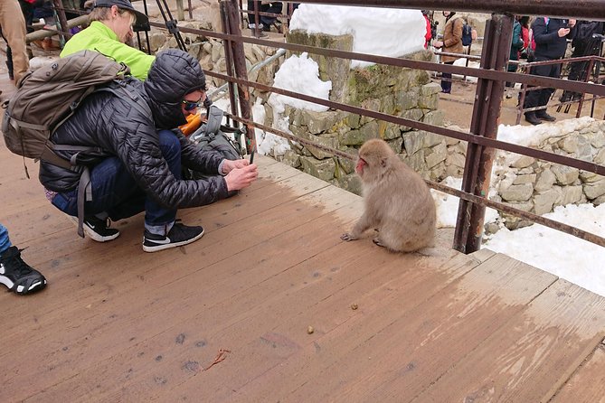 Day Trip to See the Snow Monkeys from Shinjuku with Lunch Buffet - Watching the monkeys without expecting a staged show