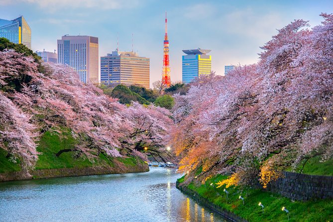 [electric bicycle tour]: 6-hour travel course by electric bicycle Asakusa, Ueno Park, Edo-Tokyo Museum, and Sky Tree. (There is a support car.) - Ueno Park and Kaneiji: a short walk with historical context