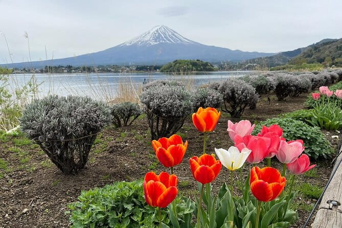 English Guided Mt. Fuji and Lake Kawaguchi Group Tour - Oshino Hakkai and Fuji spring water