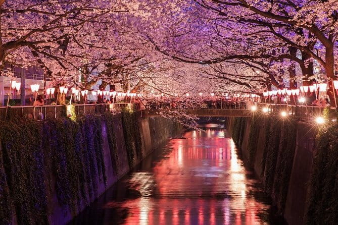 Evening Hanami (Cherry Blossom) Experience with a Local - Key details before you book