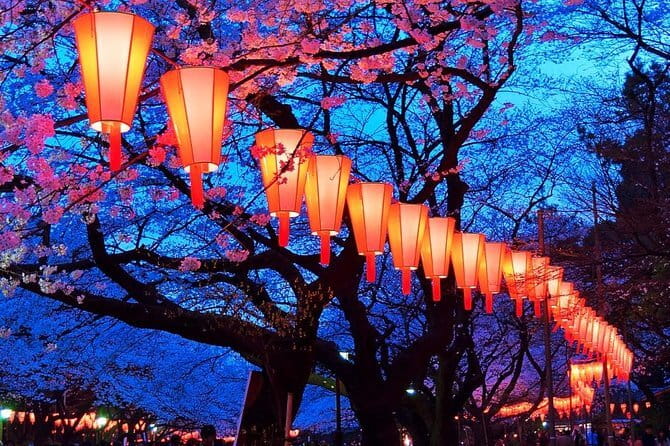 Evening Hanami (Cherry Blossom) Experience with a Local - Starting at Nakameguro Station