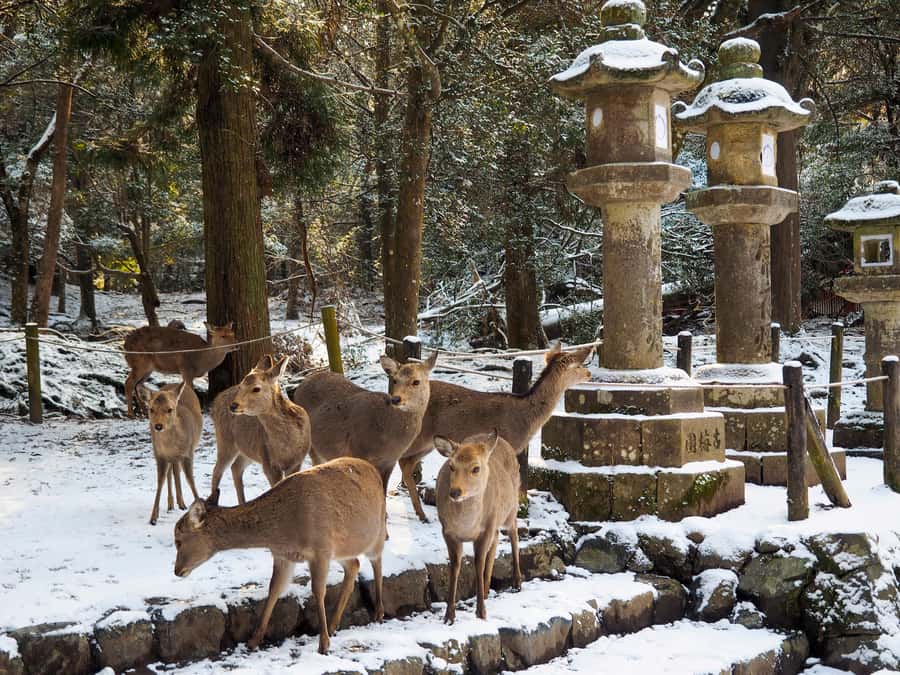 From Osaka: Kyoto & Nara Highlights Day Tour (7 attractions) - Uji Omotesando and a self-paid lunch