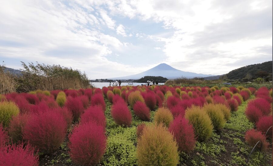 From Tokyo: Mount Fuji Full Day Customizable Private Tour - Key points at a glance
