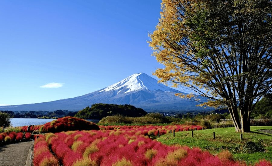 From Tokyo: Mount Fuji Full Day Customizable Private Tour - Shrine, village, cave, or shopping?