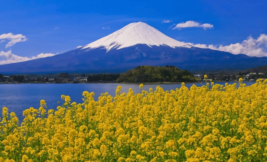 From Tokyo: Mount Fuji Full Day Customizable Private Tour - Chureito Pagoda and Arakurayama Sengen Park