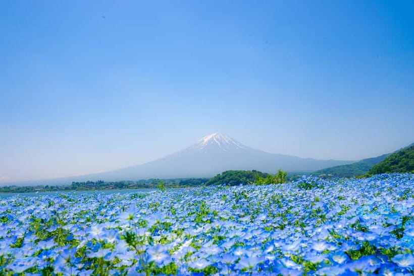 From Tokyo: Mt Fuji, Arakurayama and Kawaguchi Lake Day Trip - The LAWSON Lake Kawaguchi photo stop