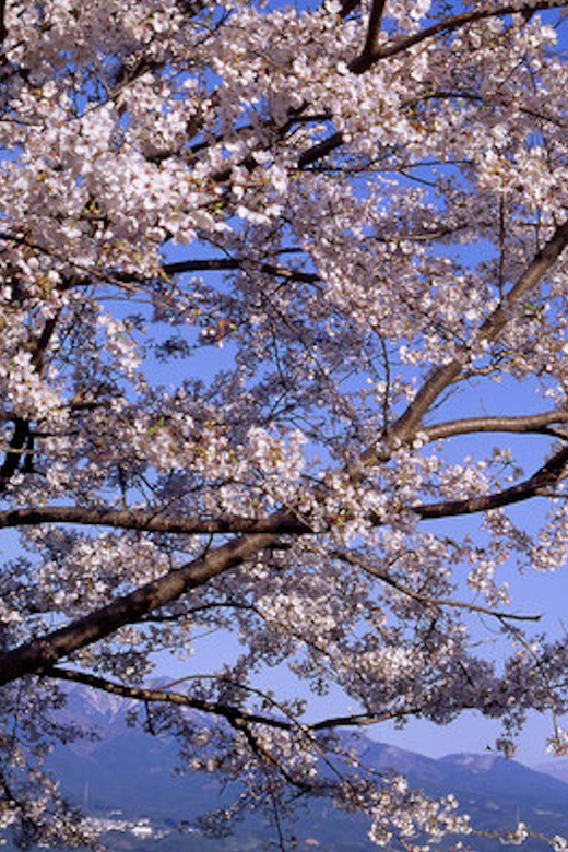 From Tokyo: Mt. Fuji, Hakone, Owakudani & Lake Ashi Bus Tour - Hakone Shrine adds a cultural pause
