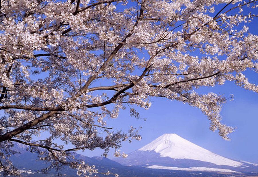 From Tokyo: Mt. Fuji, Hakone, Owakudani & Lake Ashi Bus Tour - Is $60 a good value?