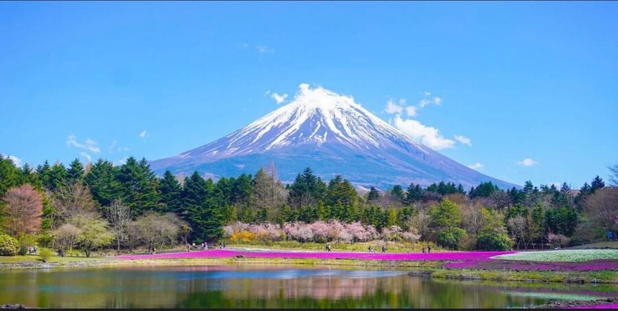 From Tokyo: Mt. Fuji or Hakone Private Tour & English Guide - Family needs, mobility, and group size
