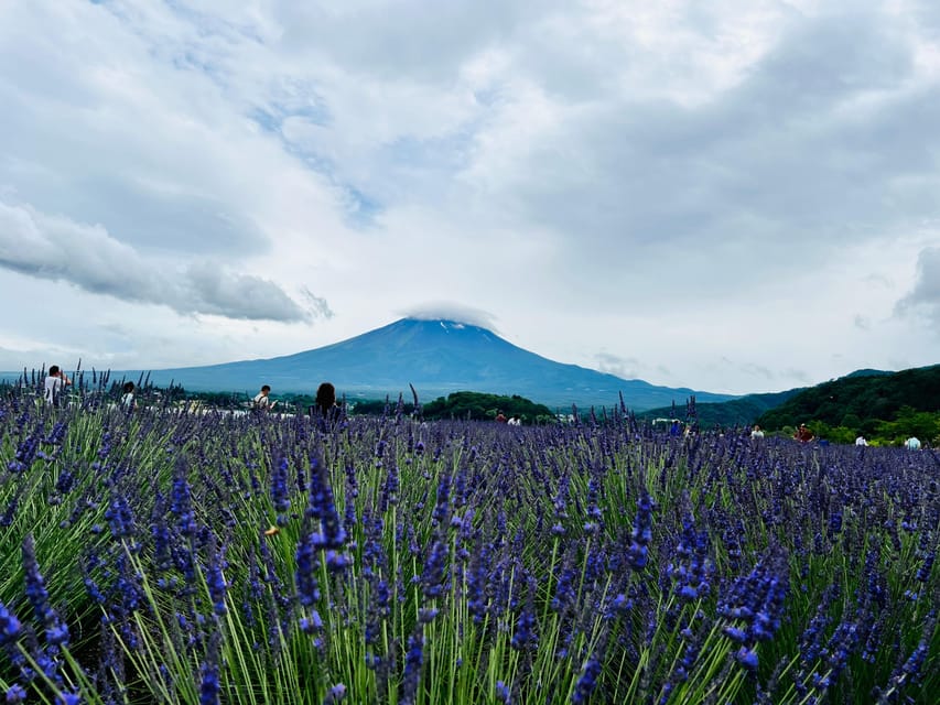 From Tokyo: Mt. Fuji or Hakone Private Tour & English Guide - A private alternative to a complicated Fuji day