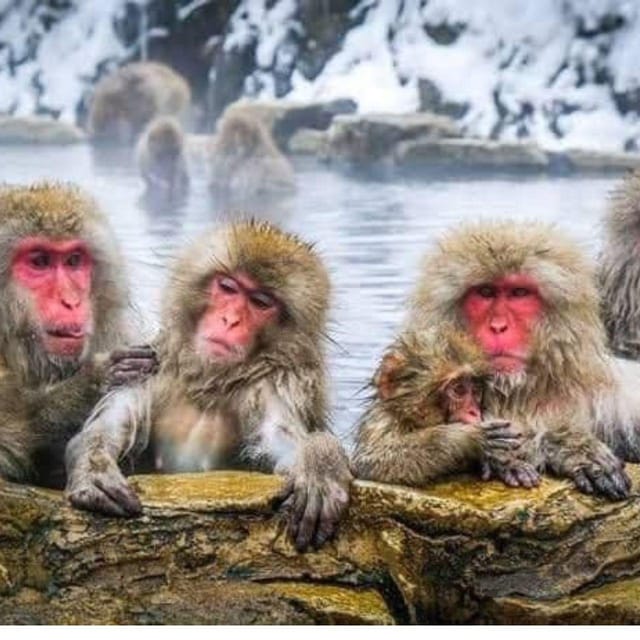 From Tokyo/Nagano: Luxury Snow Monkey Private Full-Day Tour - Key points to know before you book