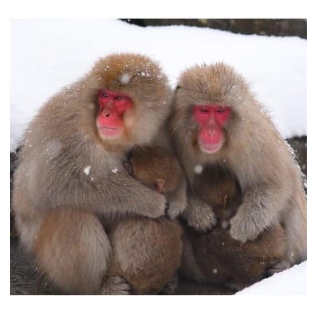 From Tokyo/Nagano: Luxury Snow Monkey Private Full-Day Tour - Who should book this private day?