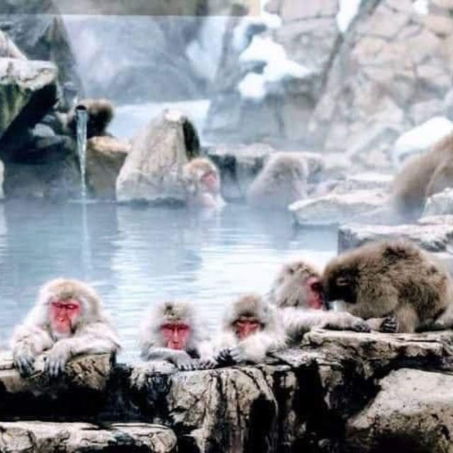 From Tokyo/Nagano: Luxury Snow Monkey Private Full-Day Tour - Zenko-ji Temple and Nagano’s spiritual center