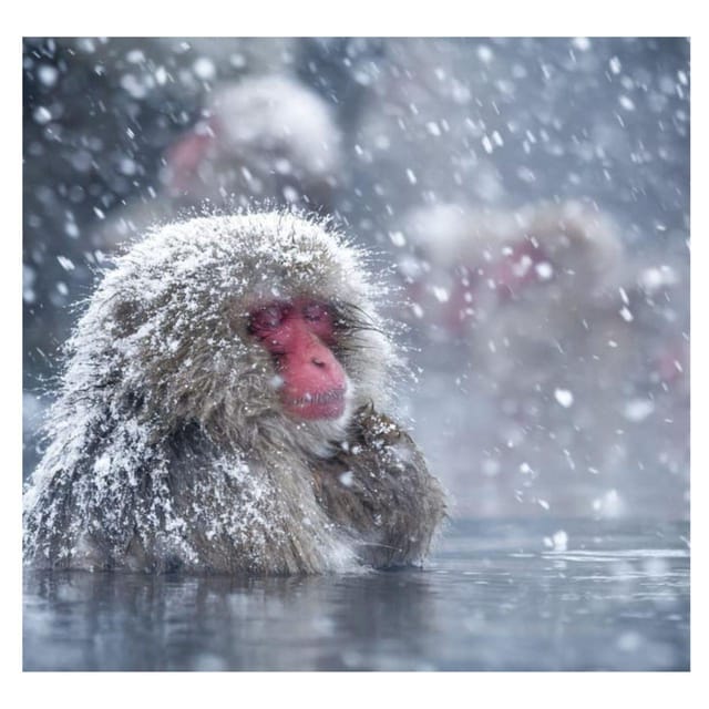 From Tokyo/Nagano: Luxury Snow Monkey Private Full-Day Tour - What the drivers add to the experience
