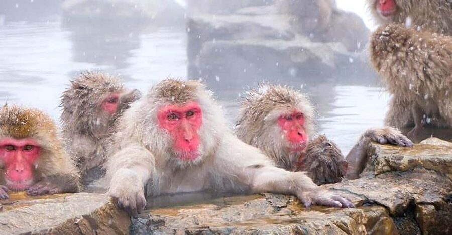 From Tokyo/Nagano : Private Snow Monkeys Park Full Day Trip - Key points to know