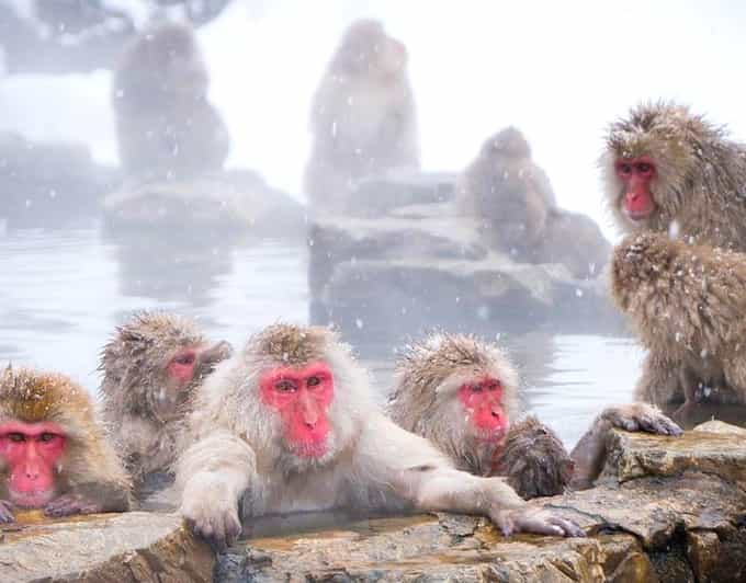 From Tokyo/Nagano : Private Snow Monkeys Park Full Day Trip - Reaching the snow monkeys at Jigokudani