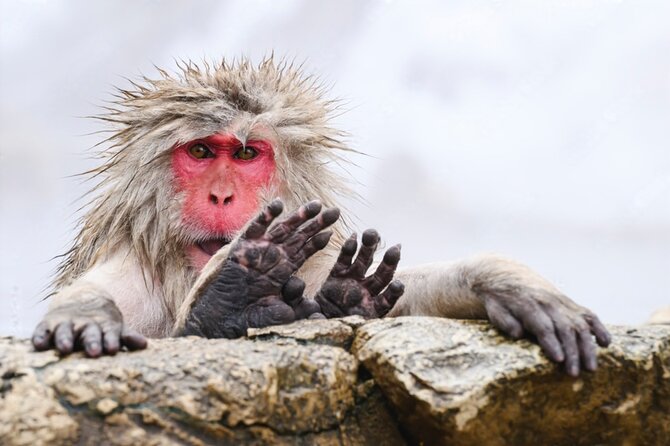 From Tokyo: Nagano Snow Monkey Park Private Tour - Why this Tokyo to Nagano day trip works
