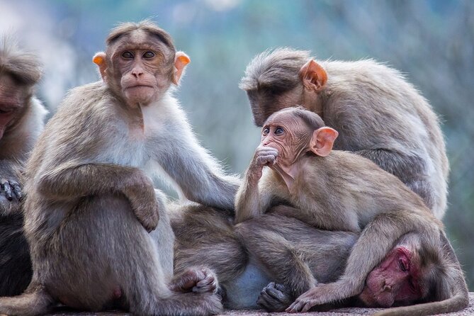 From Tokyo: Nagano Snow Monkey Park Private Tour - What the $586.37 price really buys