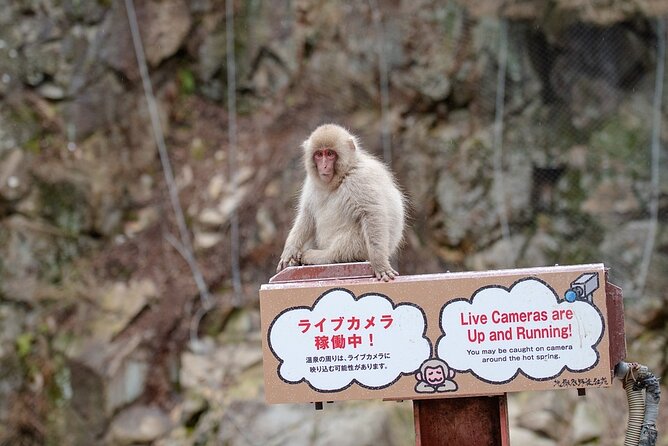 From Tokyo: Nagano Snow Monkey Park Private Tour - Timing, weather, and the monkey question