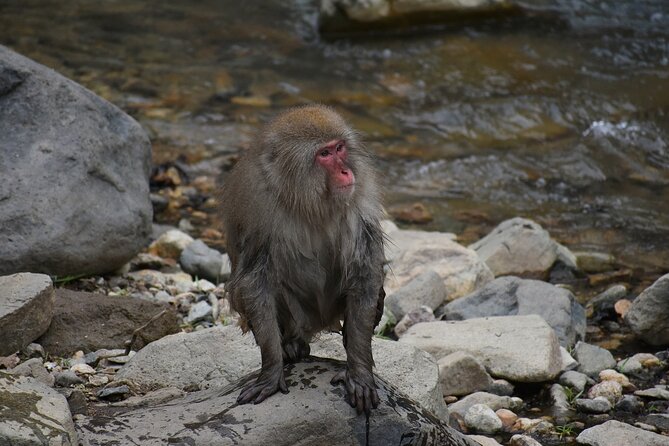 From Tokyo: Nagano Snow Monkey Park Private Tour - Meeting the snow monkeys at Jigokudani