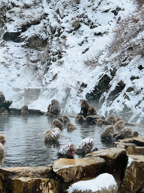 From Tokyo: Nagano Snow Monkey Park Zenkoji Temple Day Trip - Key points at a glance