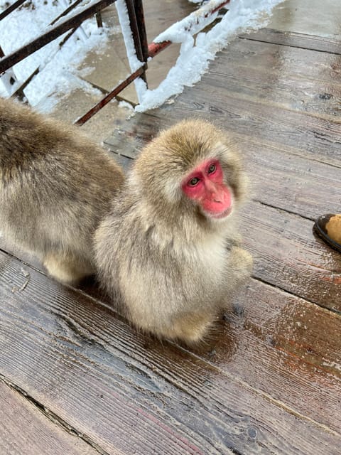 From Tokyo: Nagano Snow Monkey Park Zenkoji Temple Day Trip - Why this private Nagano day trip works