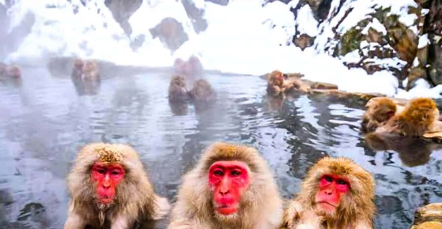 From Tokyo: Nagano Snow Monkey Park Zenkoji Temple Day Trip - Zenkoji Temple and the heart of Nagano