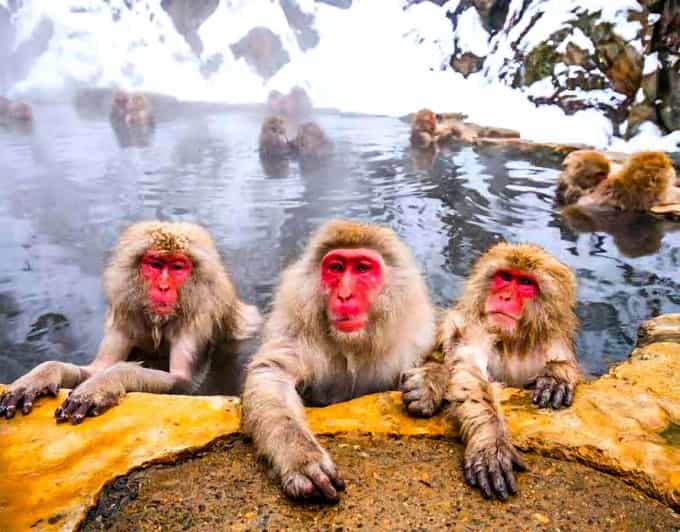 From Tokyo: Nagano Snow Monkey Park Zenkoji Temple Day Trip - What to budget beyond the tour price