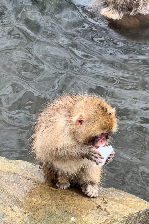 From Tokyo: Nagano Snow Monkey Park Zenkoji Temple Day Trip - The long ride from Tokyo to Nagano
