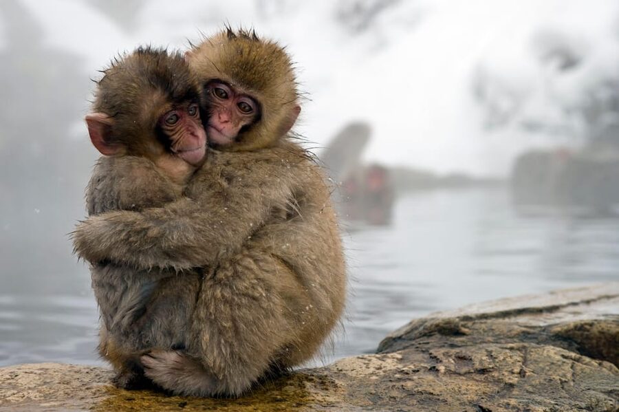 From Tokyo: Nagano, Zenkoji Temple, Snow Monkeys Day Trip. - Should you book it?