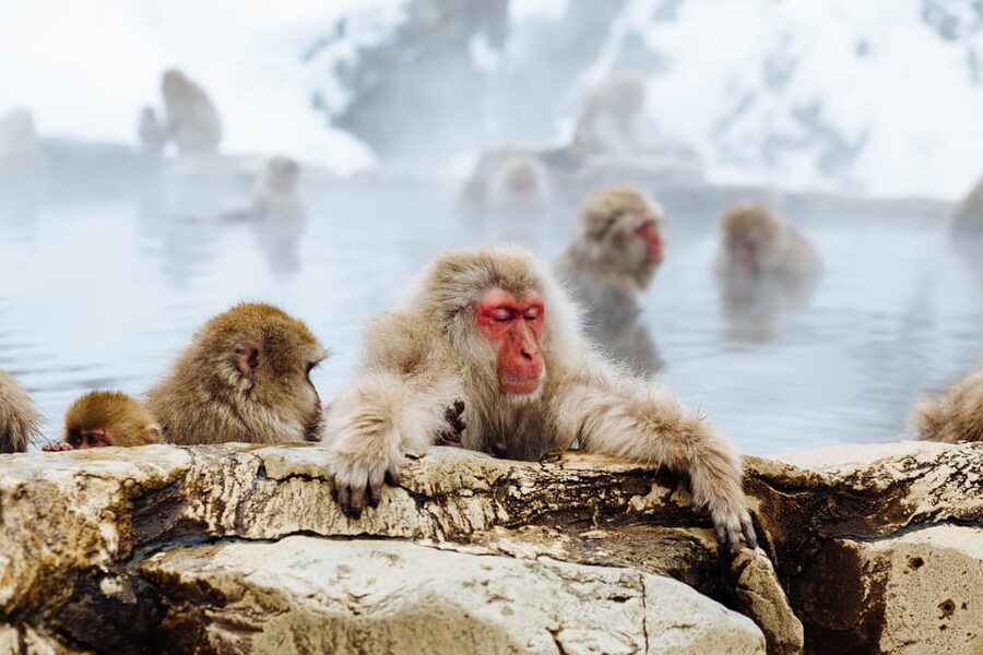 From Tokyo: Nagano, Zenkoji Temple, Snow Monkeys Day Trip. - Nagano lunch and local flavors