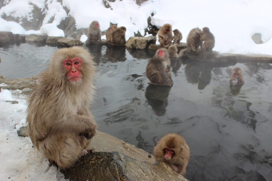 From Tokyo: Nagano, Zenkoji Temple, Snow Monkeys Day Trip. - Obuse, sake tasting, and Hokusai