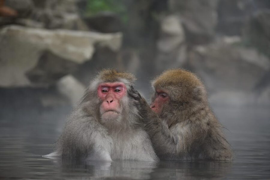 From Tokyo: Nagano, Zenkoji Temple, Snow Monkeys Day Trip. - How the $792 price works for your group