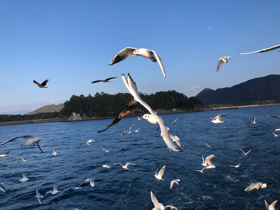 From Tokyo: Numazu Port and Gotemba Outlets Day Tour - Choosing your Numazu Port activities