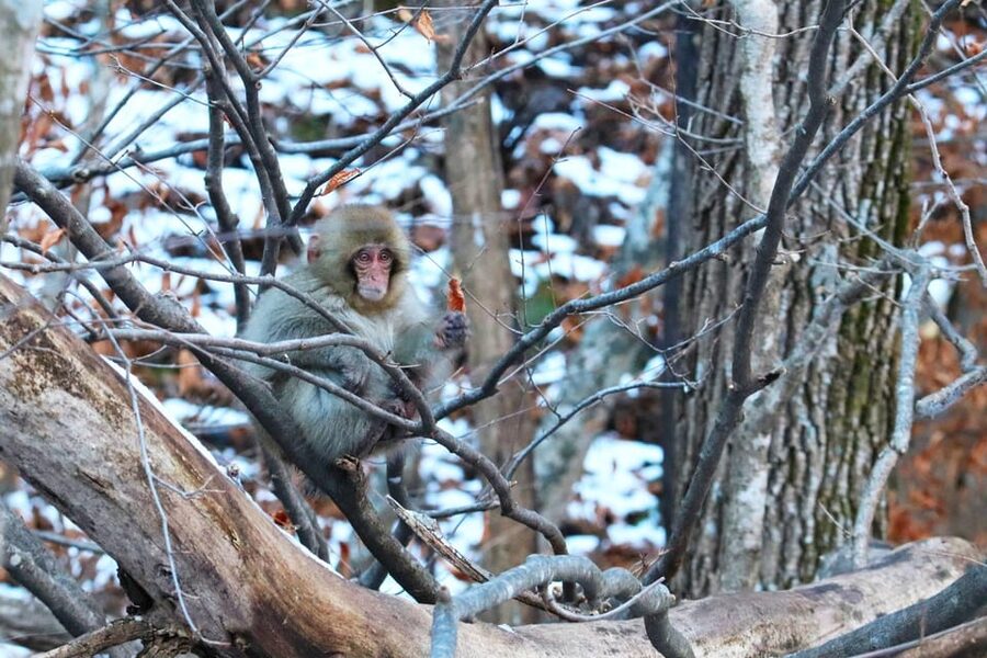 From Tokyo or Nagano: Private Tour to Jigokudani monkey park - Key points to know before booking