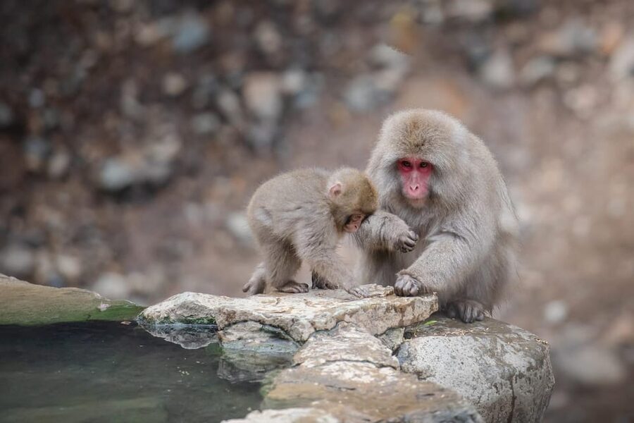 From Tokyo or Nagano: Private Tour to Jigokudani monkey park - Why the snow monkeys make this tour worth the drive