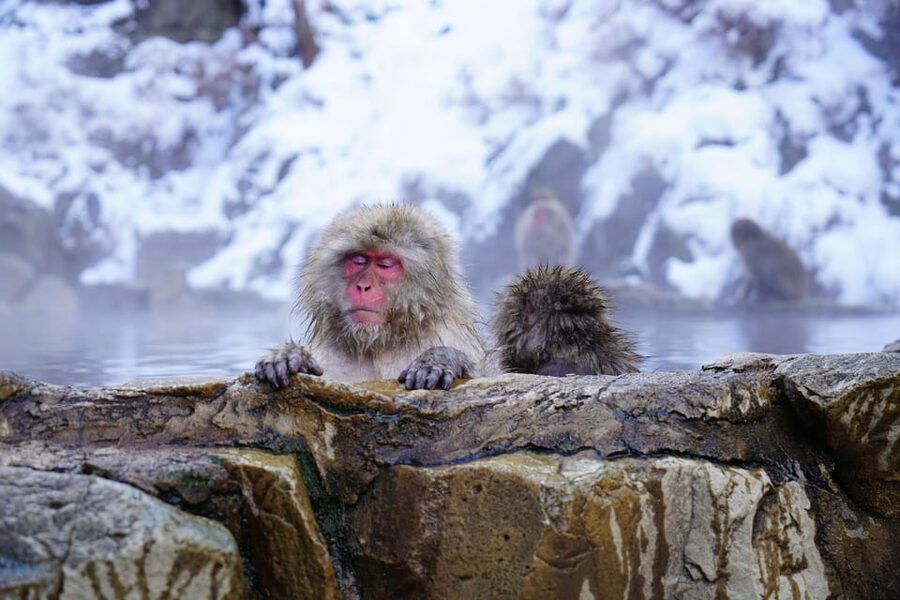 From Tokyo or Nagano: Private Tour to Jigokudani monkey park - Jigokudani Monkey Park: what your 1.5 hours includes