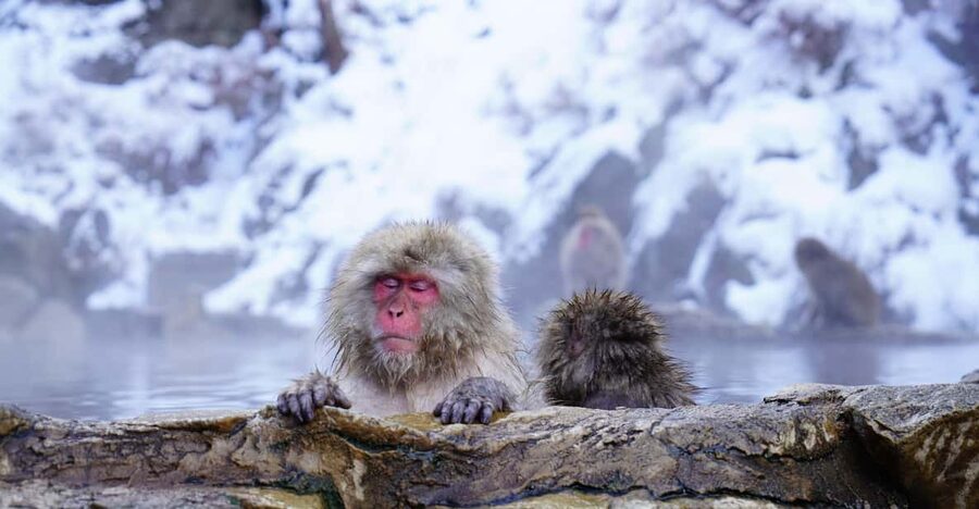 From Tokyo or Nagano: Private Tour to Jigokudani monkey park - How to plan the day without rushing