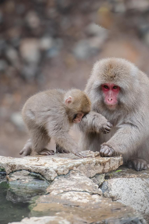 From Tokyo or Nagano: Private Tour to Jigokudani monkey park - What the $684 private price really buys you