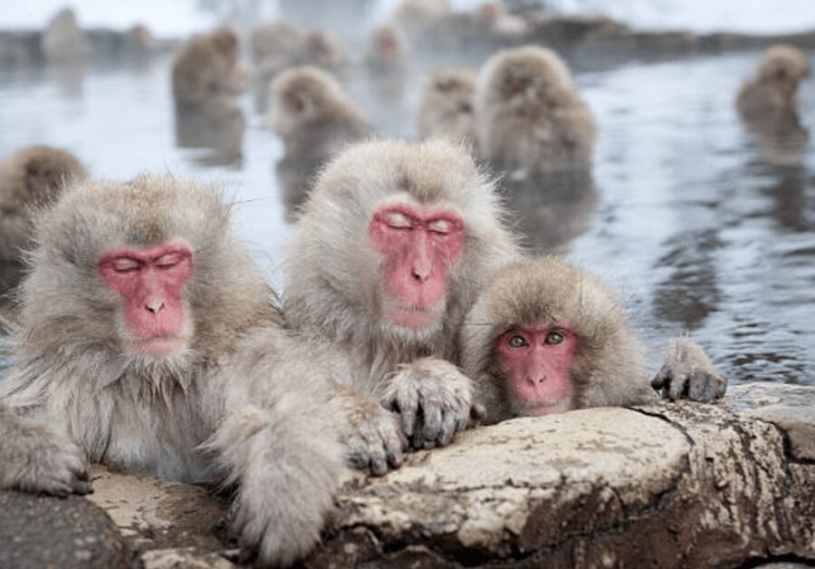 From Tokyo: Private Day Trip to Snow Monkey & Zenkoji - Key points to know before you book