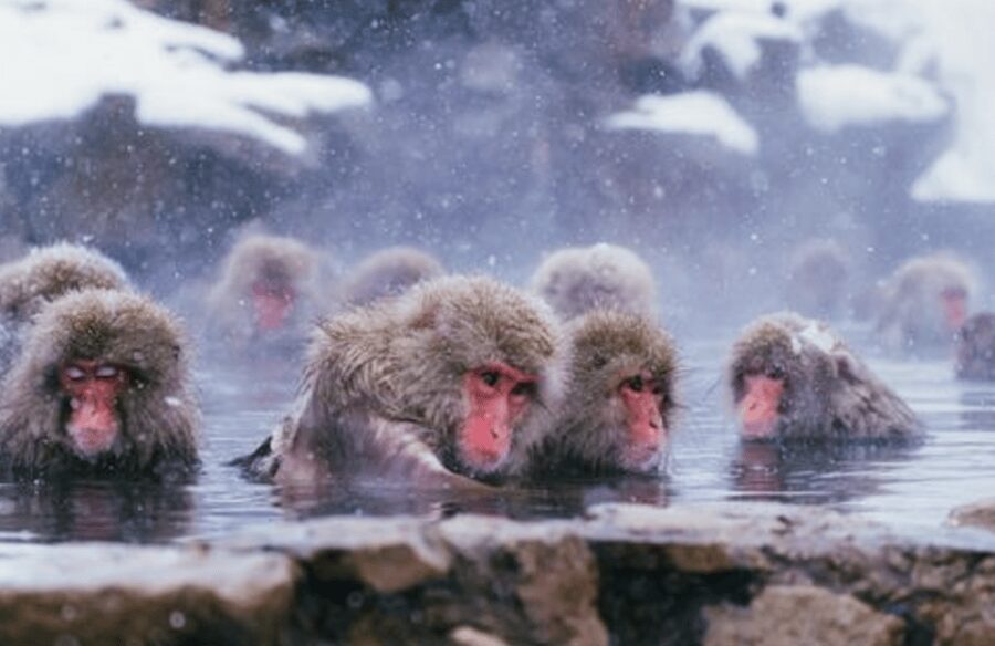 From Tokyo: Private Day Trip to Snow Monkey & Zenkoji - Should you book it?