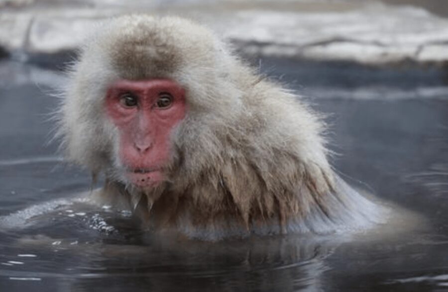 From Tokyo: Private Day Trip to Snow Monkey & Zenkoji - The long journey from Tokyo to Nagano