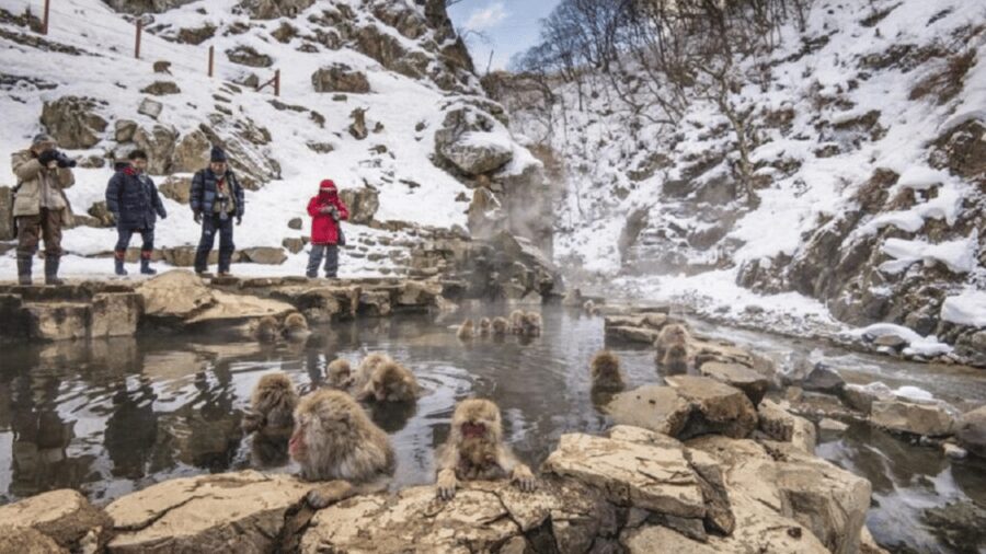 From Tokyo: Private Tour Snow Monkey Park & Zenko-ji Temple - Why this private Nagano trip is appealing