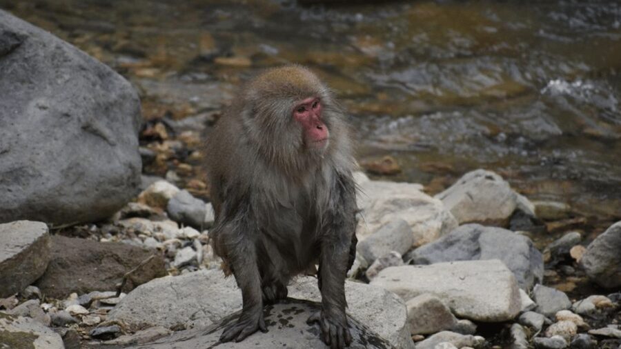From Tokyo: Private Tour Snow Monkey Park & Zenko-ji Temple - Zenko-ji Temple gives the day a cultural anchor