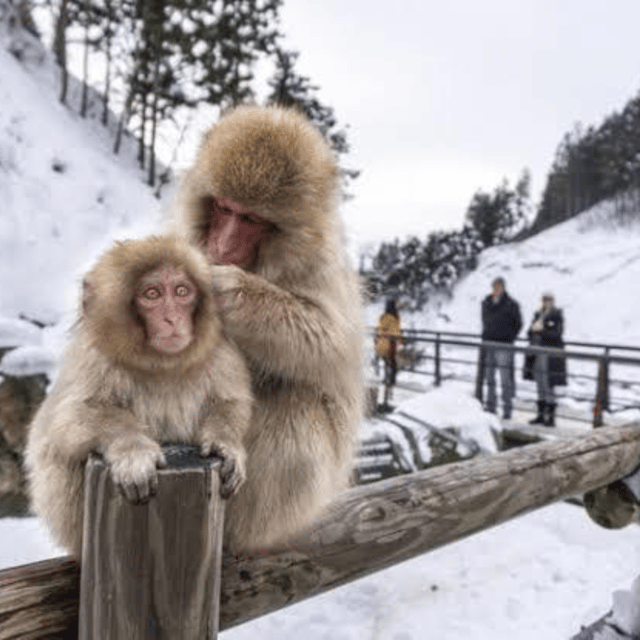 From Tokyo: Private Tour Snow Monkey Park & Zenko-ji Temple - Matsushiro Castle Ruins add a samurai-era stop