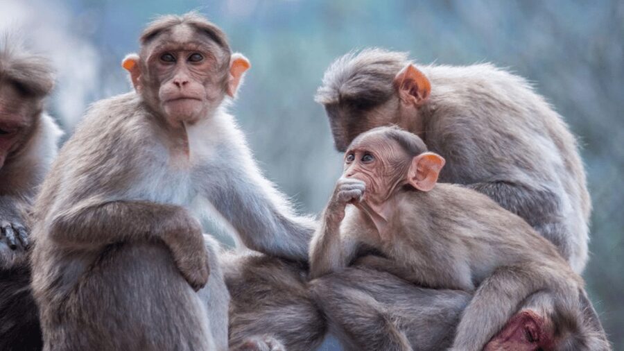 From Tokyo: Private Tour Snow Monkey Park & Zenko-ji Temple - Obuse is the flexible finishing stop