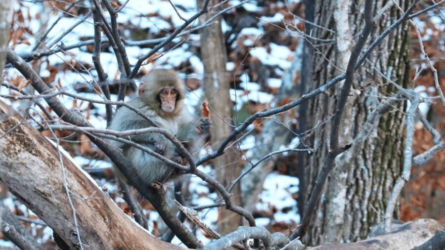 From Tokyo: Private Tour Snow Monkey Park & Zenko-ji Temple - The driver can make or break a long day